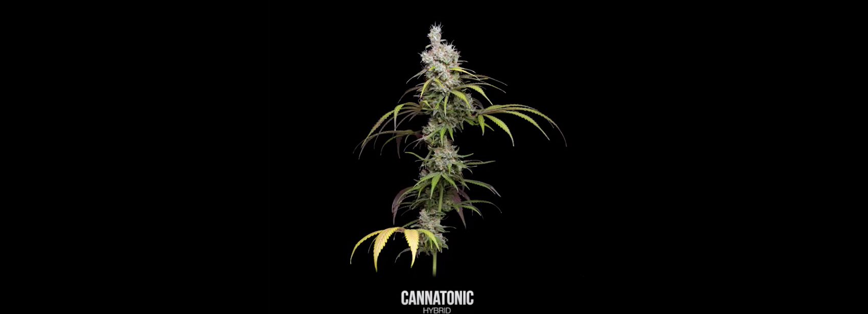 360 Degree View of Cannatonic by Erik Nugshots