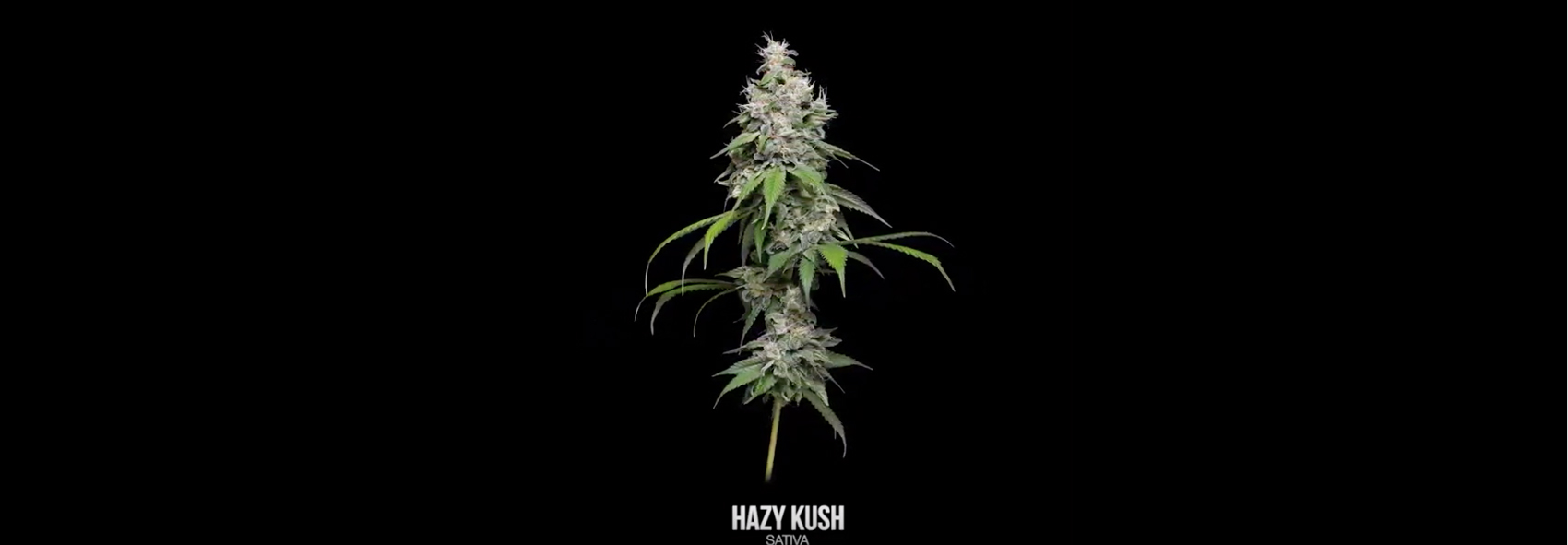 360 Degree View of Hazy Kush by Erik Nugshots