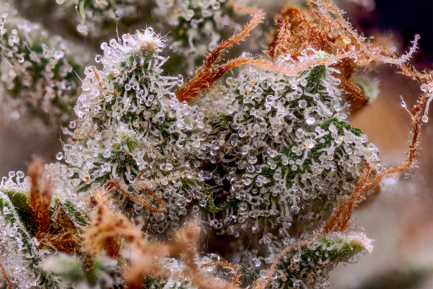 Green Bodhi Cannabis Macro Photography