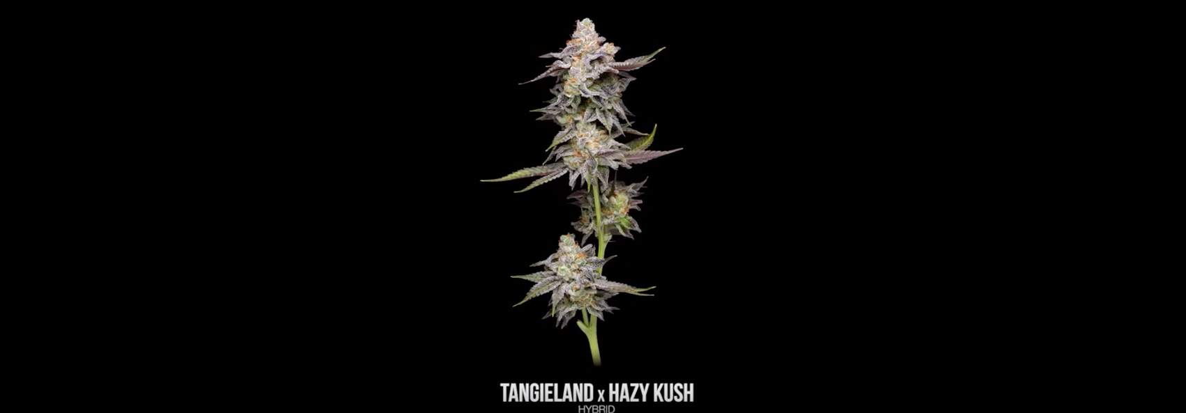 Tangieland x Hazy Kush