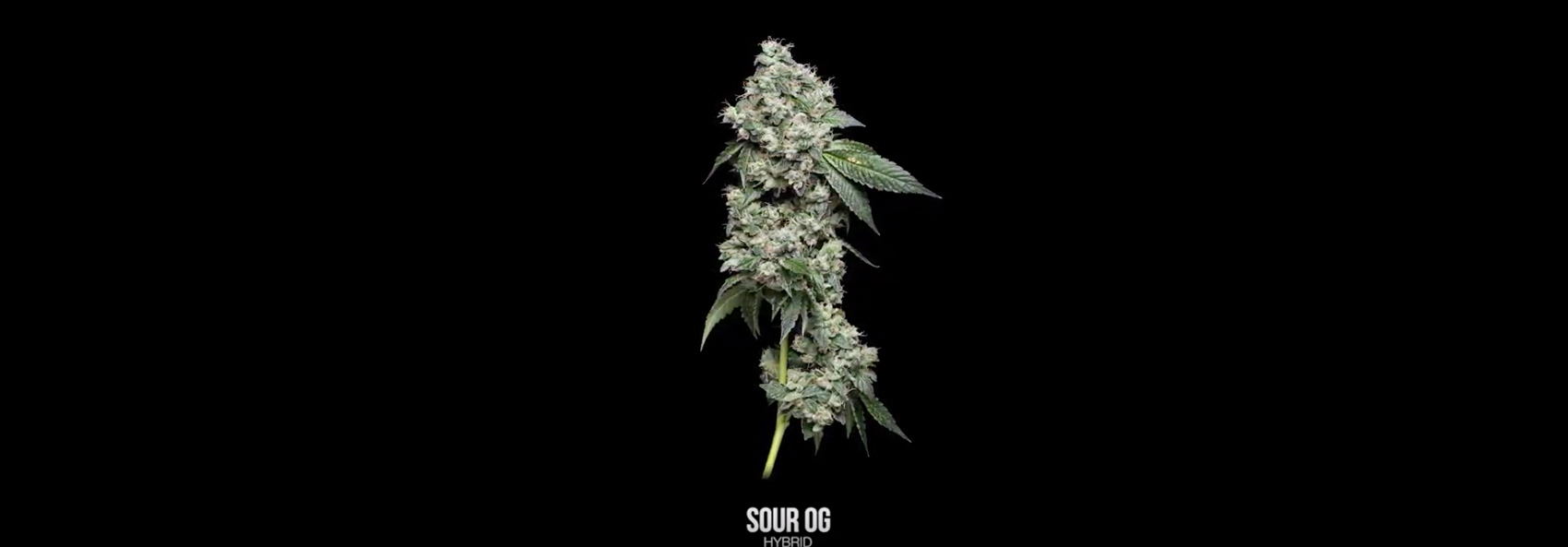 Sour OG 360