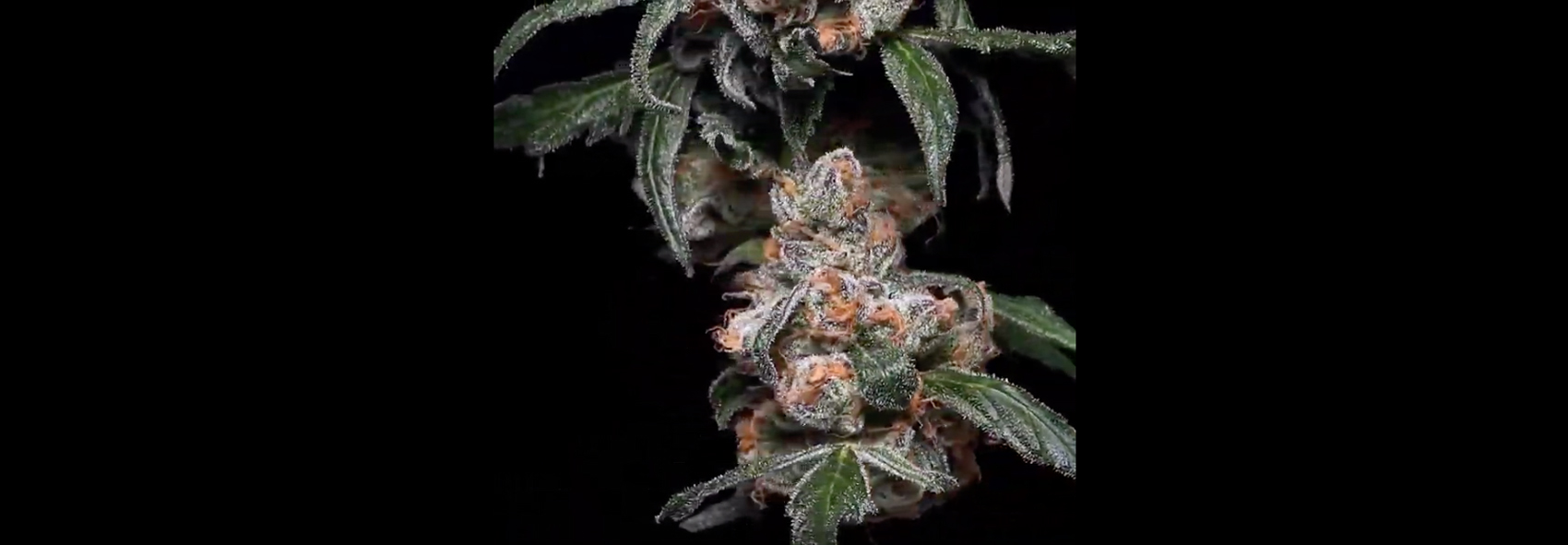 Mendo Breath Zoomed 360