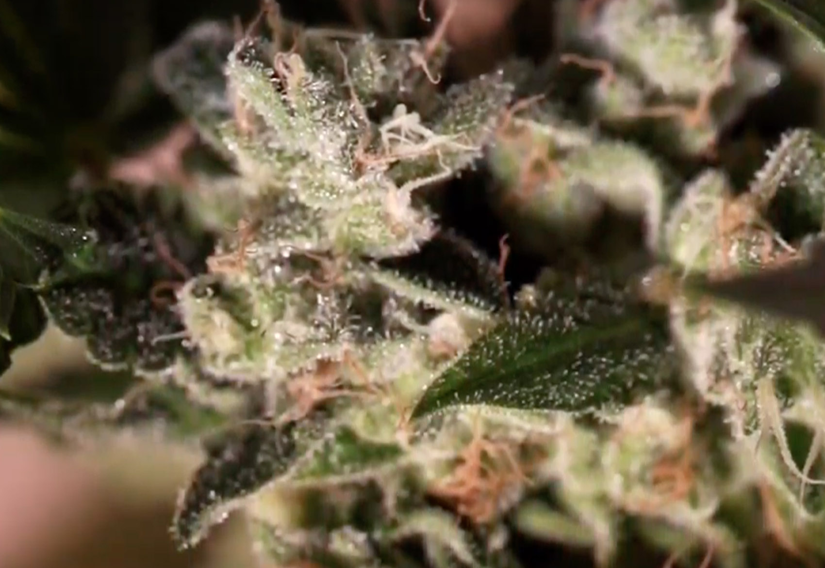 Macro View Of Dogwalker OG