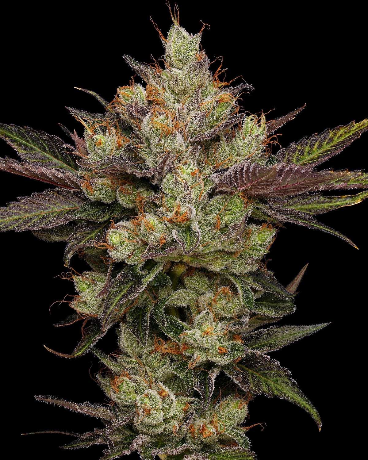 SBSE x 89NL5: My Current Favorite Cannabis Strain - Green