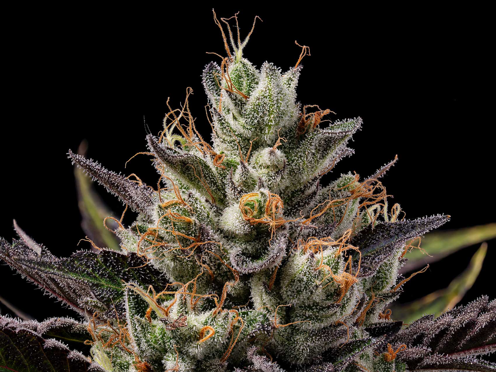 SBSE x 89NL5: My Current Favorite Cannabis Strain